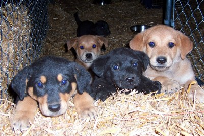 Litter Patrol Puppies