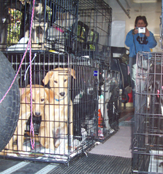 Old Fella Transport Kennels