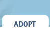 Adopt
