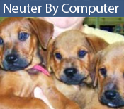 Neuter By Computer