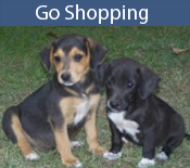 Go Shopping
