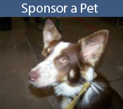 Sponsor a Pet
